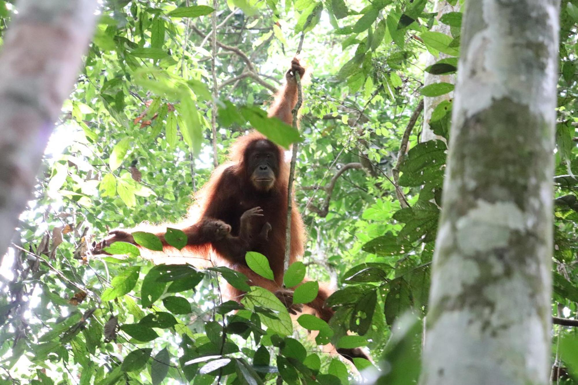 Gino'S Place - Guest House & Jungle Trekking Bukit Lawang Εξωτερικό φωτογραφία