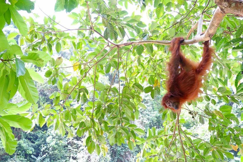 Gino'S Place - Guest House & Jungle Trekking Bukit Lawang Εξωτερικό φωτογραφία