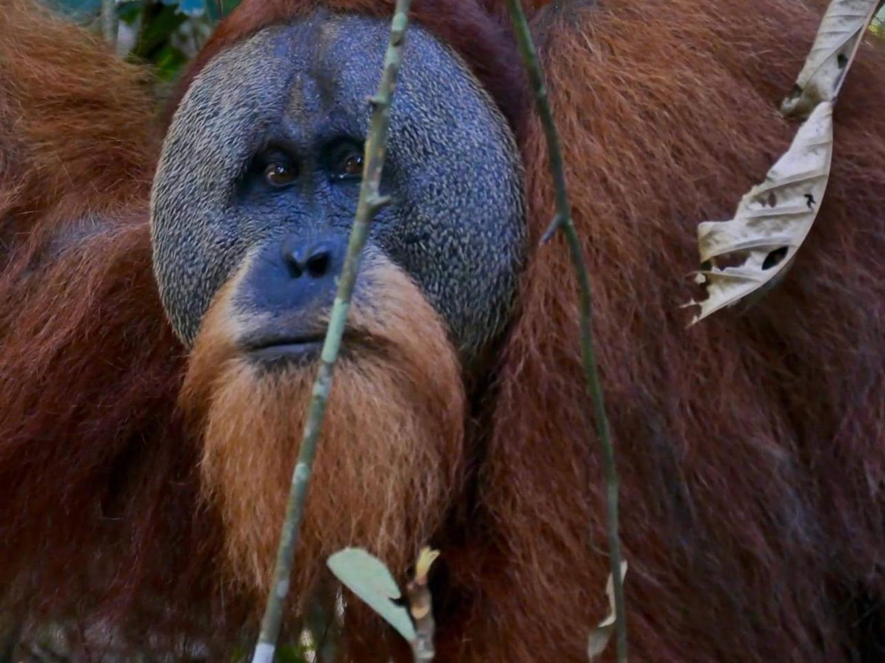 Gino'S Place - Guest House & Jungle Trekking Bukit Lawang Εξωτερικό φωτογραφία