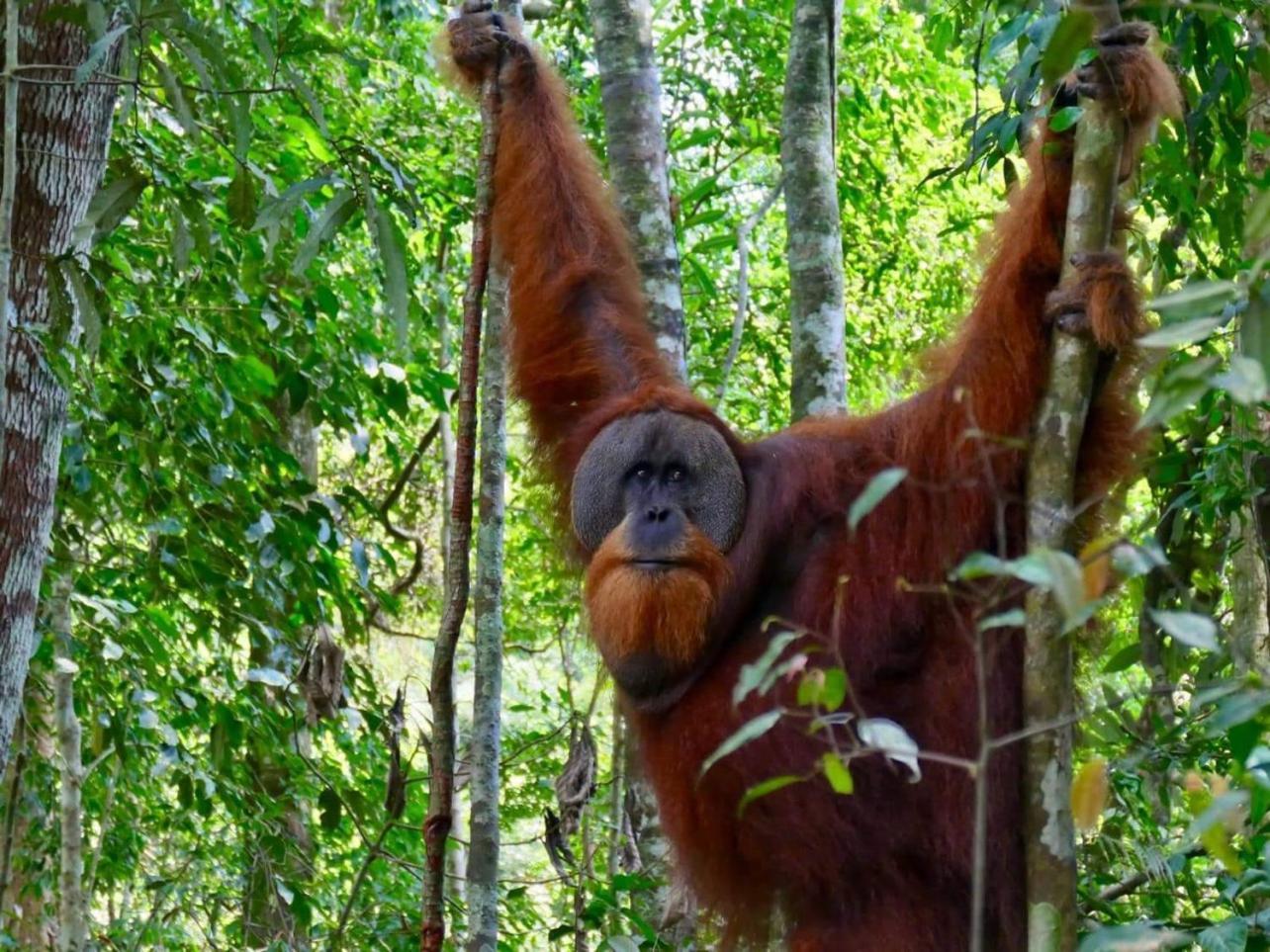 Gino'S Place - Guest House & Jungle Trekking Bukit Lawang Εξωτερικό φωτογραφία