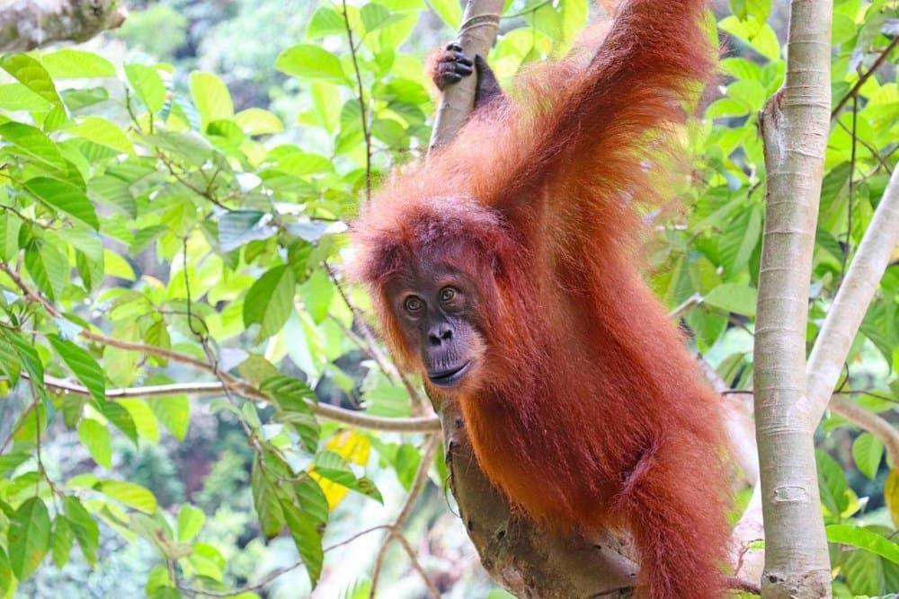 Gino'S Place - Guest House & Jungle Trekking Bukit Lawang Εξωτερικό φωτογραφία
