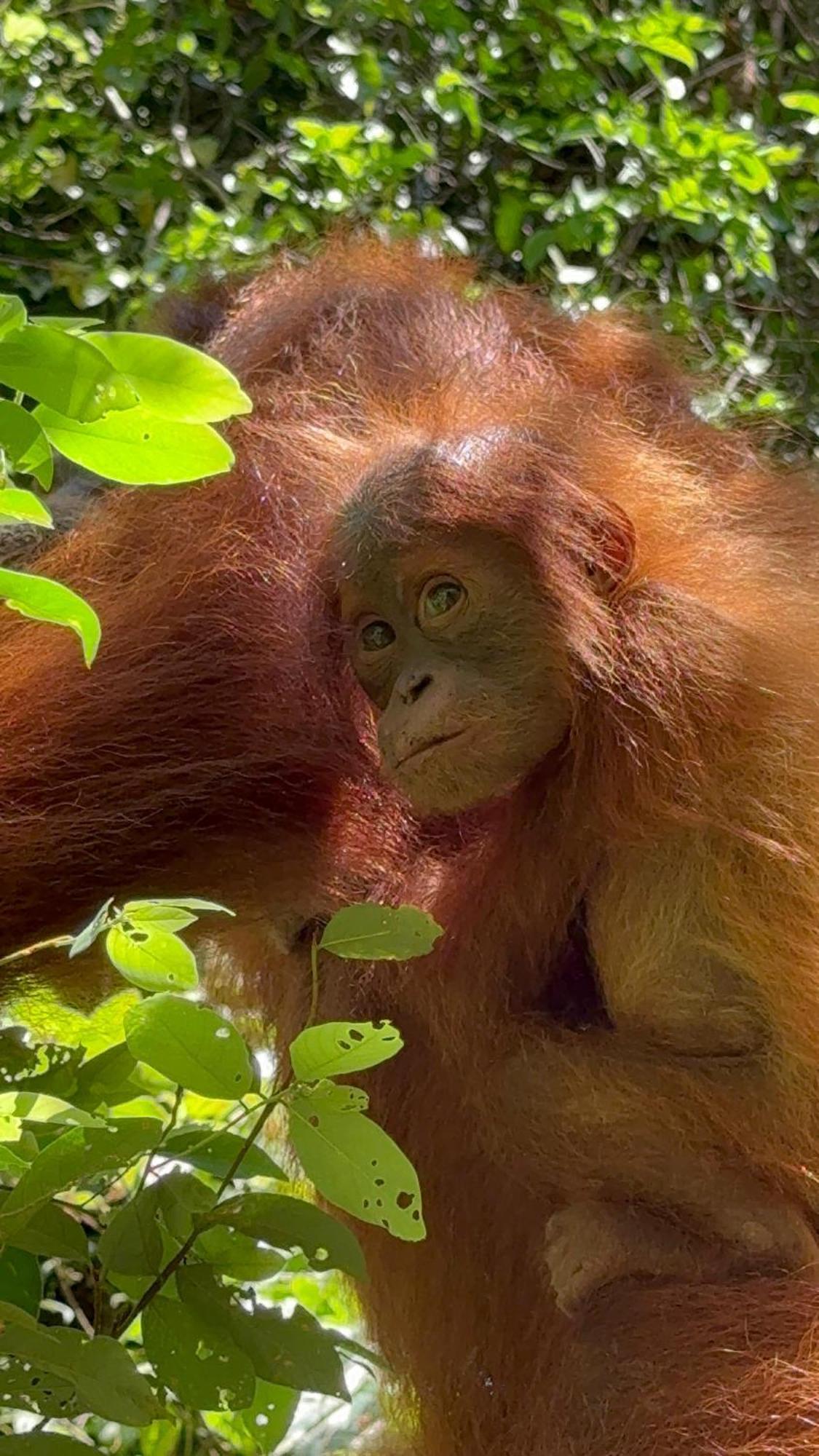 Gino'S Place - Guest House & Jungle Trekking Bukit Lawang Εξωτερικό φωτογραφία