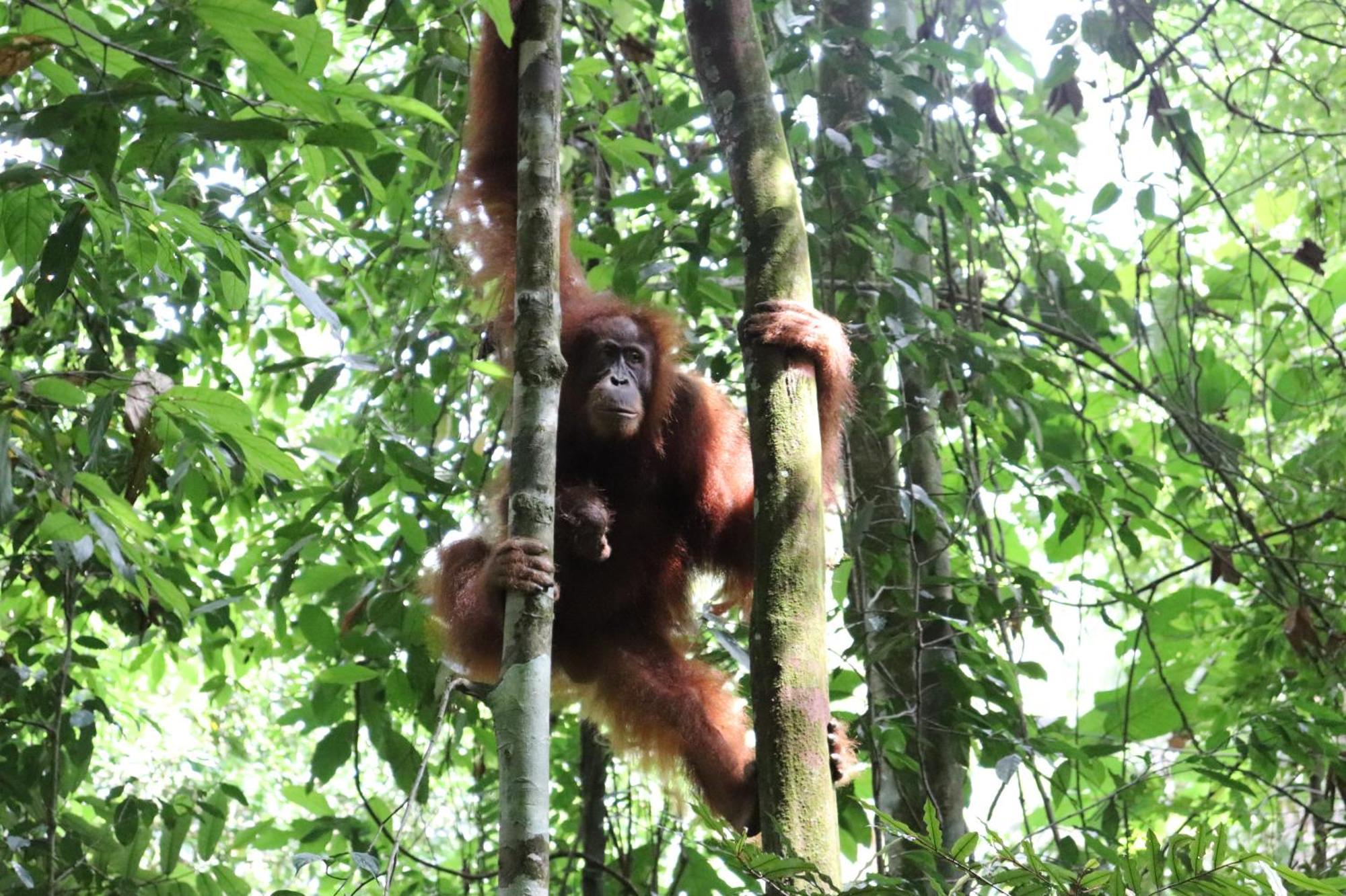 Gino'S Place - Guest House & Jungle Trekking Bukit Lawang Εξωτερικό φωτογραφία