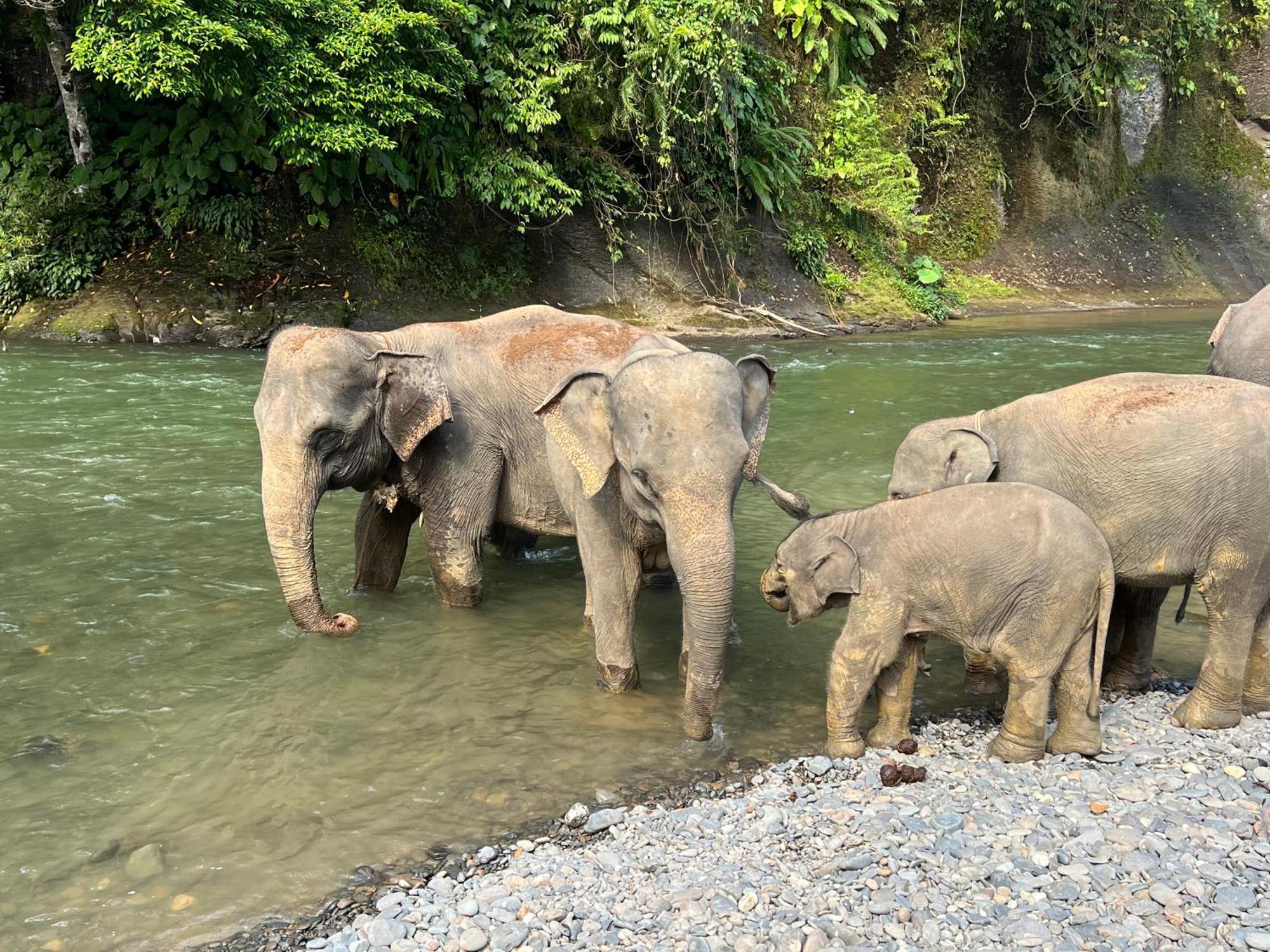 Gino'S Place - Guest House & Jungle Trekking Bukit Lawang Εξωτερικό φωτογραφία