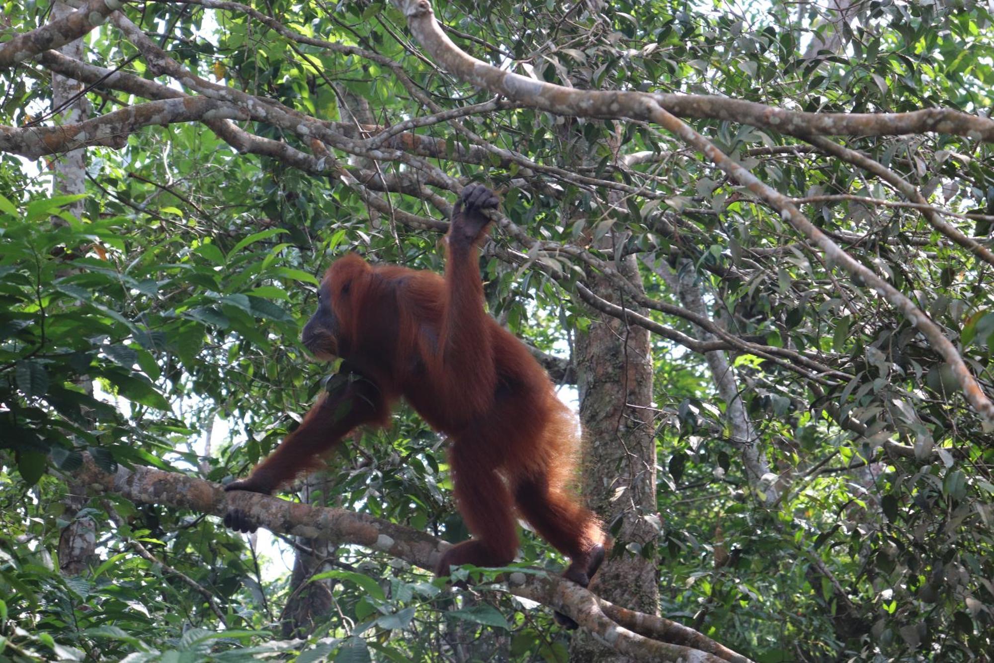 Gino'S Place - Guest House & Jungle Trekking Bukit Lawang Εξωτερικό φωτογραφία