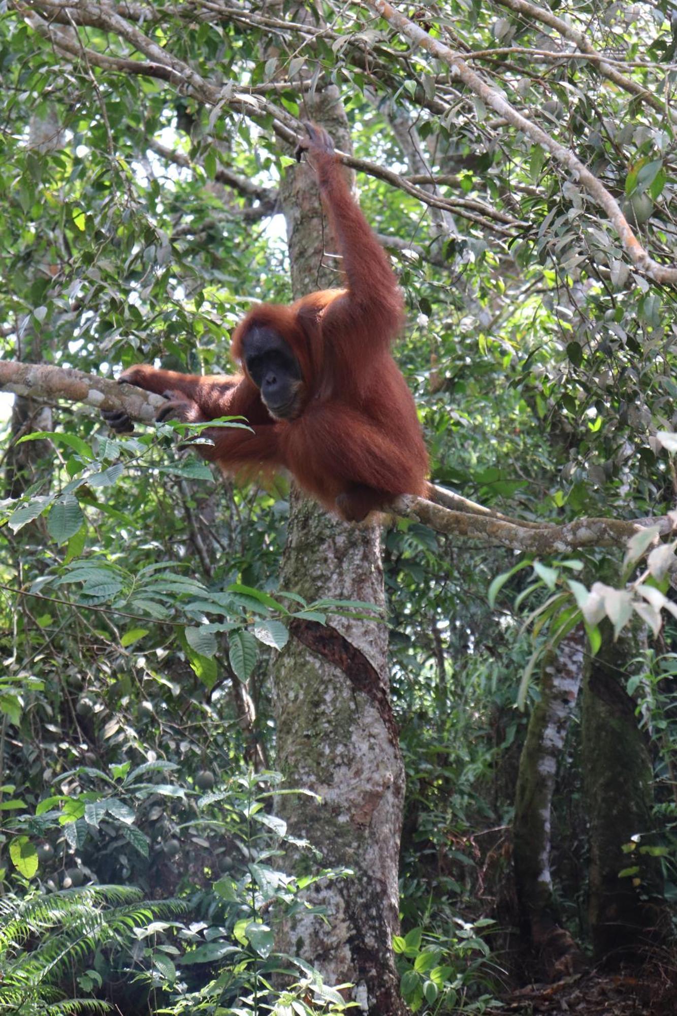 Gino'S Place - Guest House & Jungle Trekking Bukit Lawang Εξωτερικό φωτογραφία