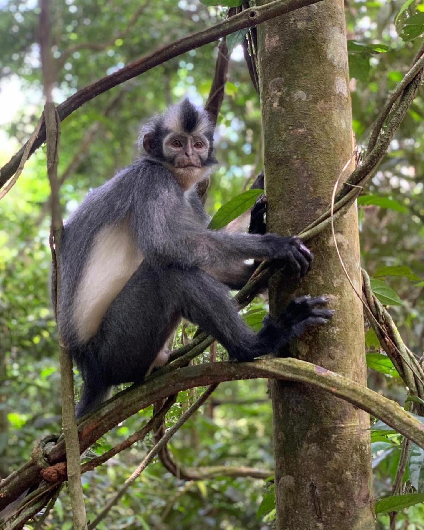 Gino'S Place - Guest House & Jungle Trekking Bukit Lawang Εξωτερικό φωτογραφία