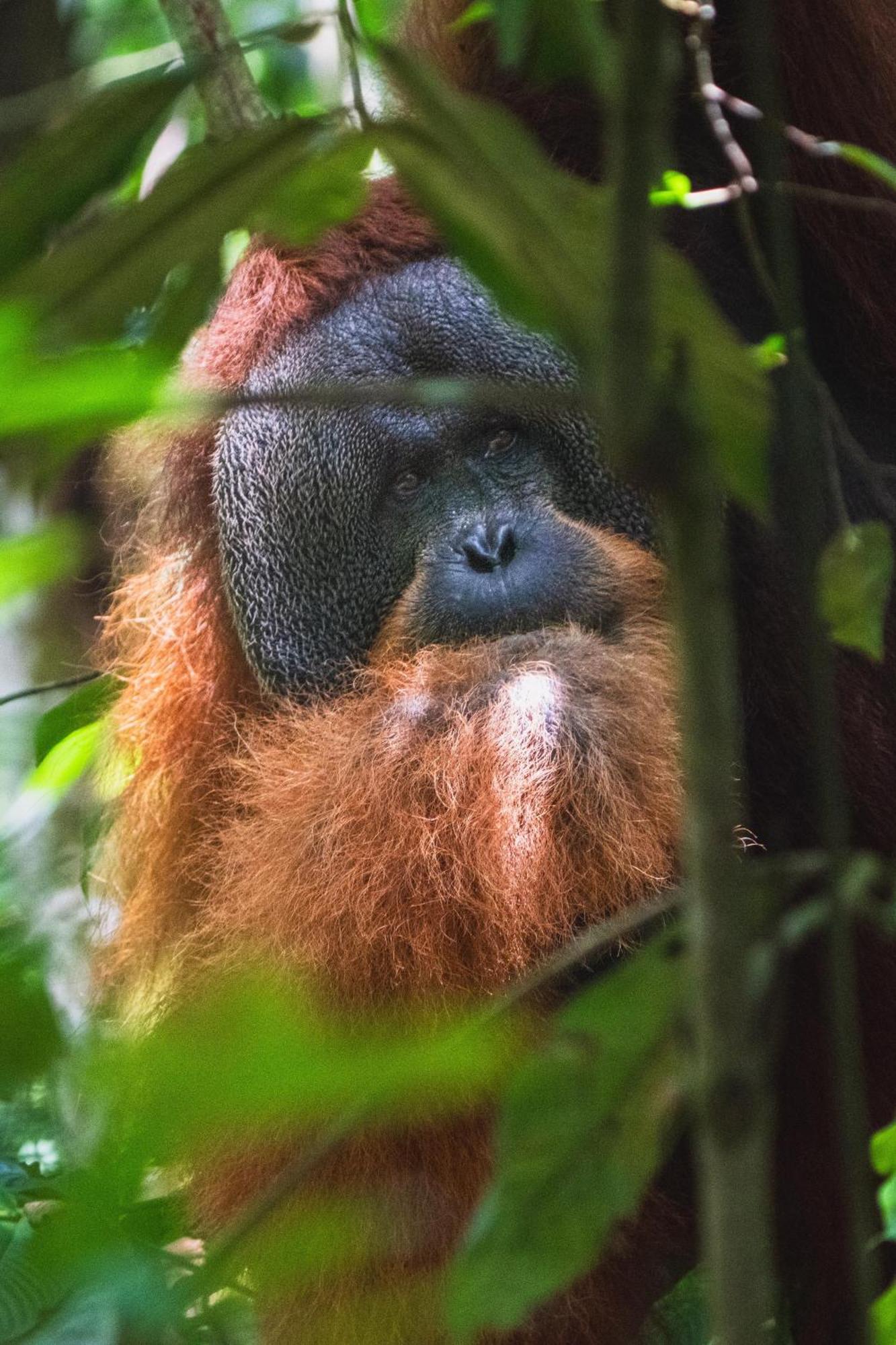 Gino'S Place - Guest House & Jungle Trekking Bukit Lawang Εξωτερικό φωτογραφία