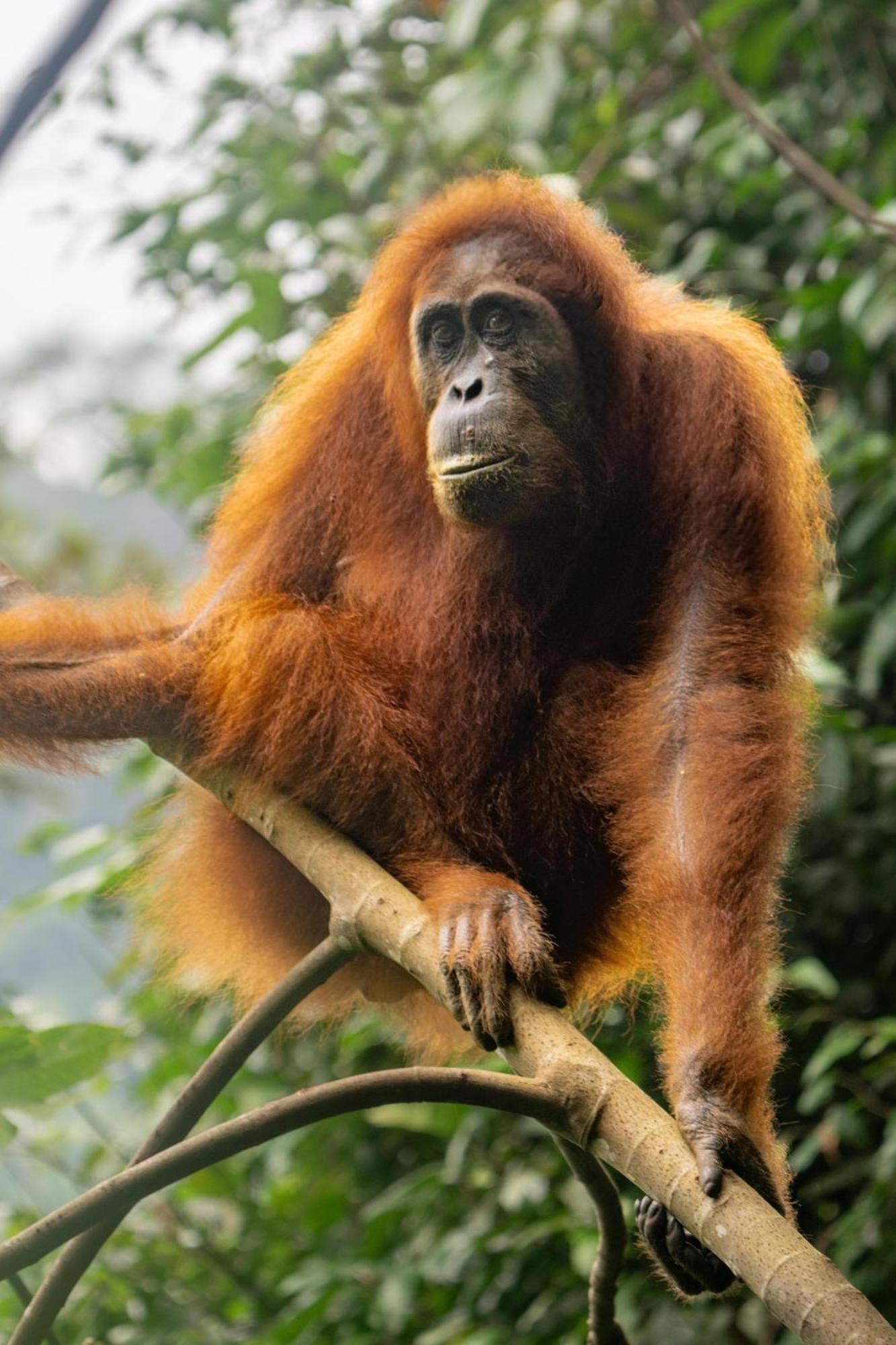 Gino'S Place - Guest House & Jungle Trekking Bukit Lawang Εξωτερικό φωτογραφία