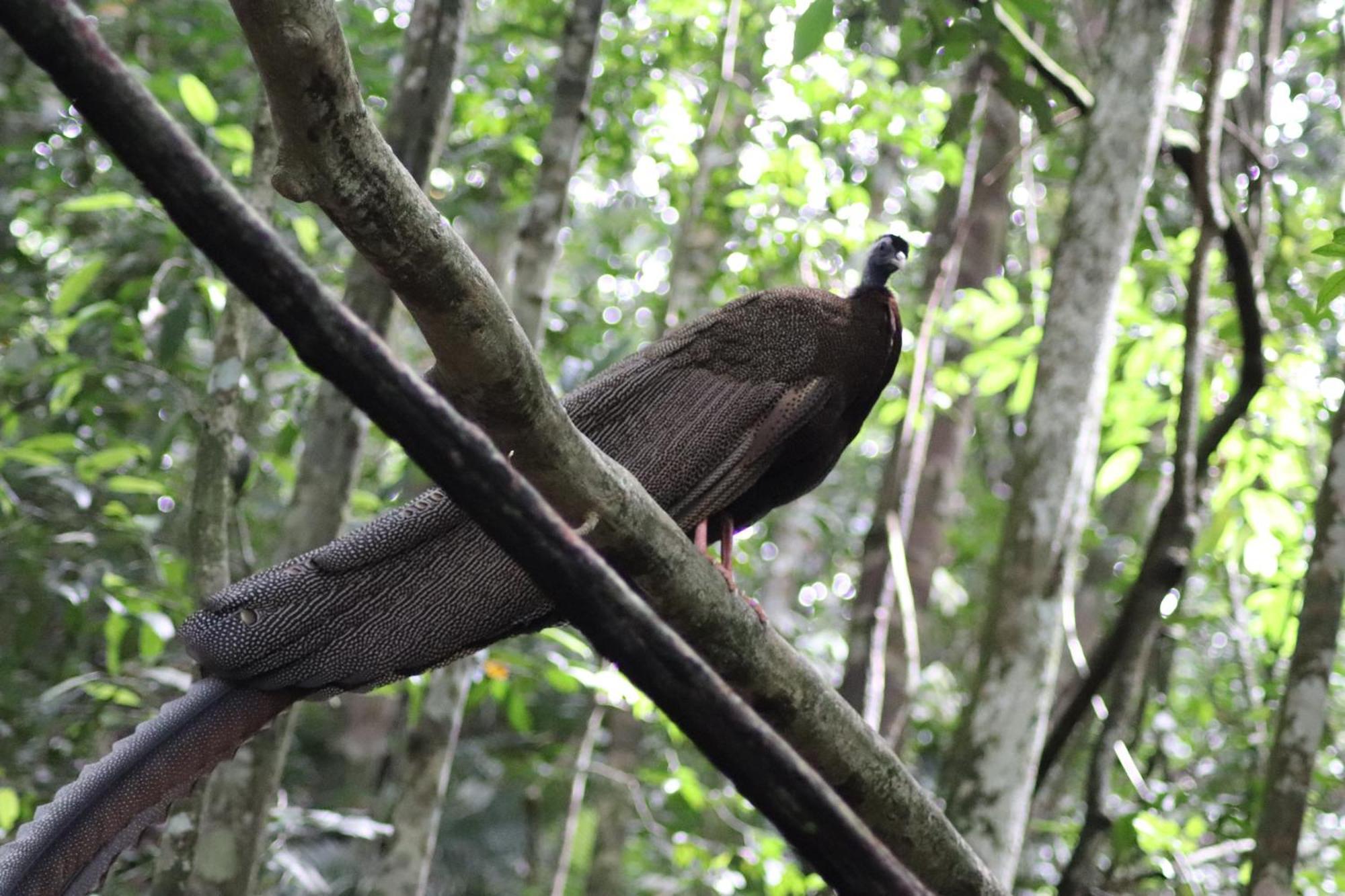 Gino'S Place - Guest House & Jungle Trekking Bukit Lawang Εξωτερικό φωτογραφία