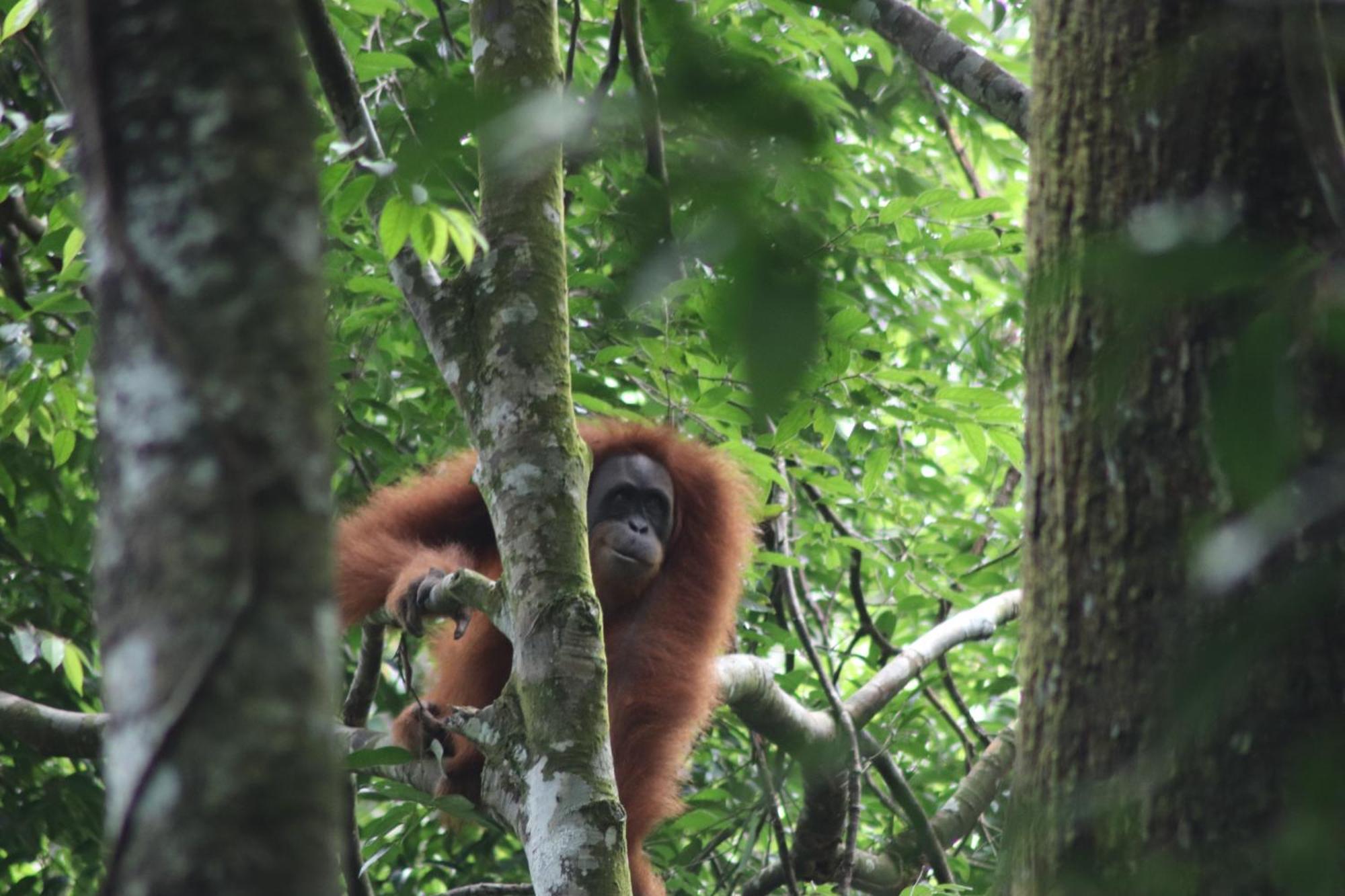 Gino'S Place - Guest House & Jungle Trekking Bukit Lawang Εξωτερικό φωτογραφία