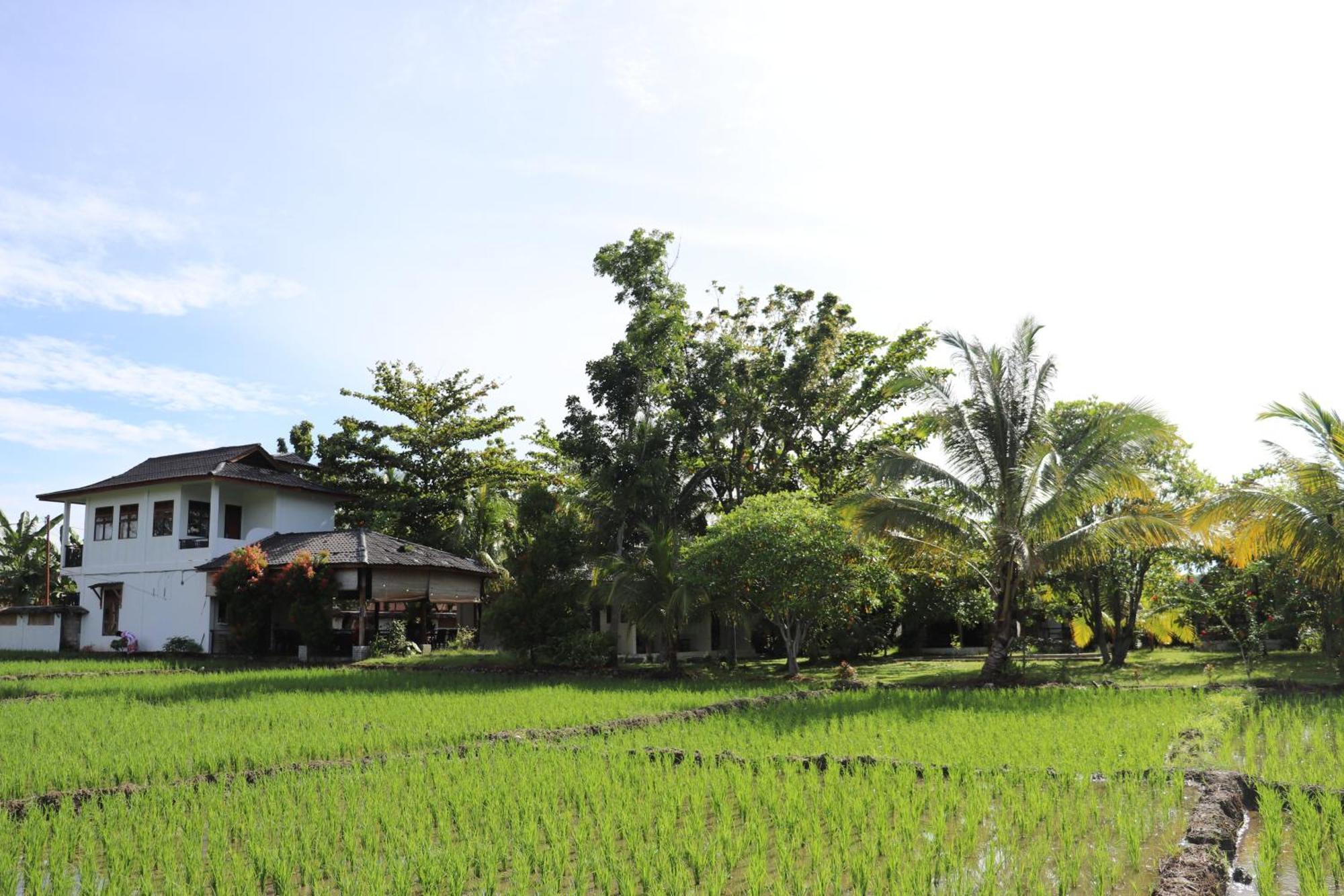 Gino'S Place - Guest House & Jungle Trekking Bukit Lawang Εξωτερικό φωτογραφία